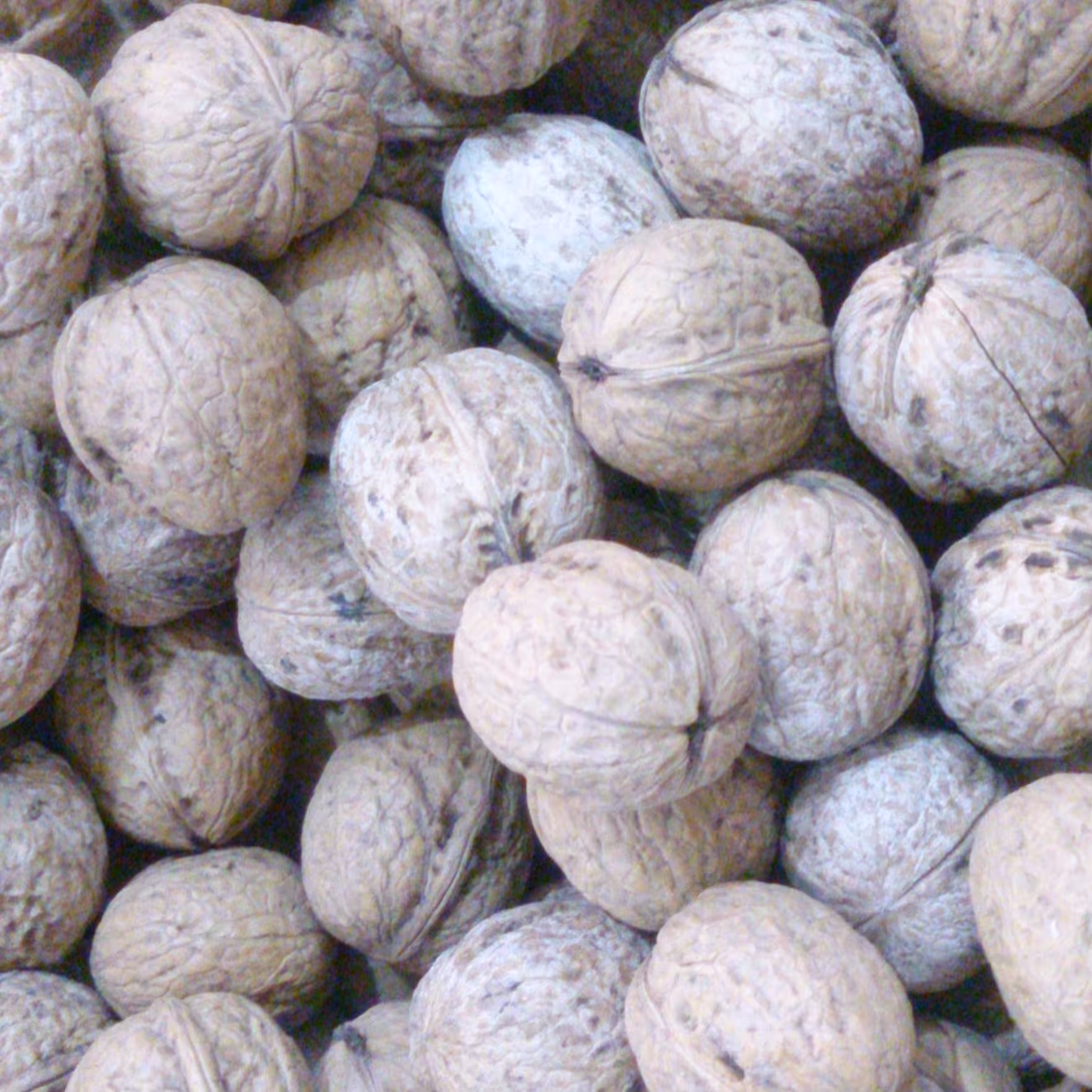 گردوی متوسط یک کیلویی