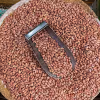 بادام زمینی درشت آستانه اشرفیه 500 گرم