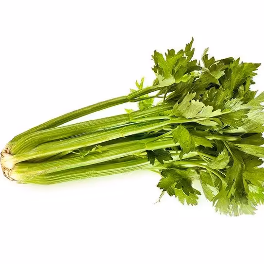 بذر کرفس