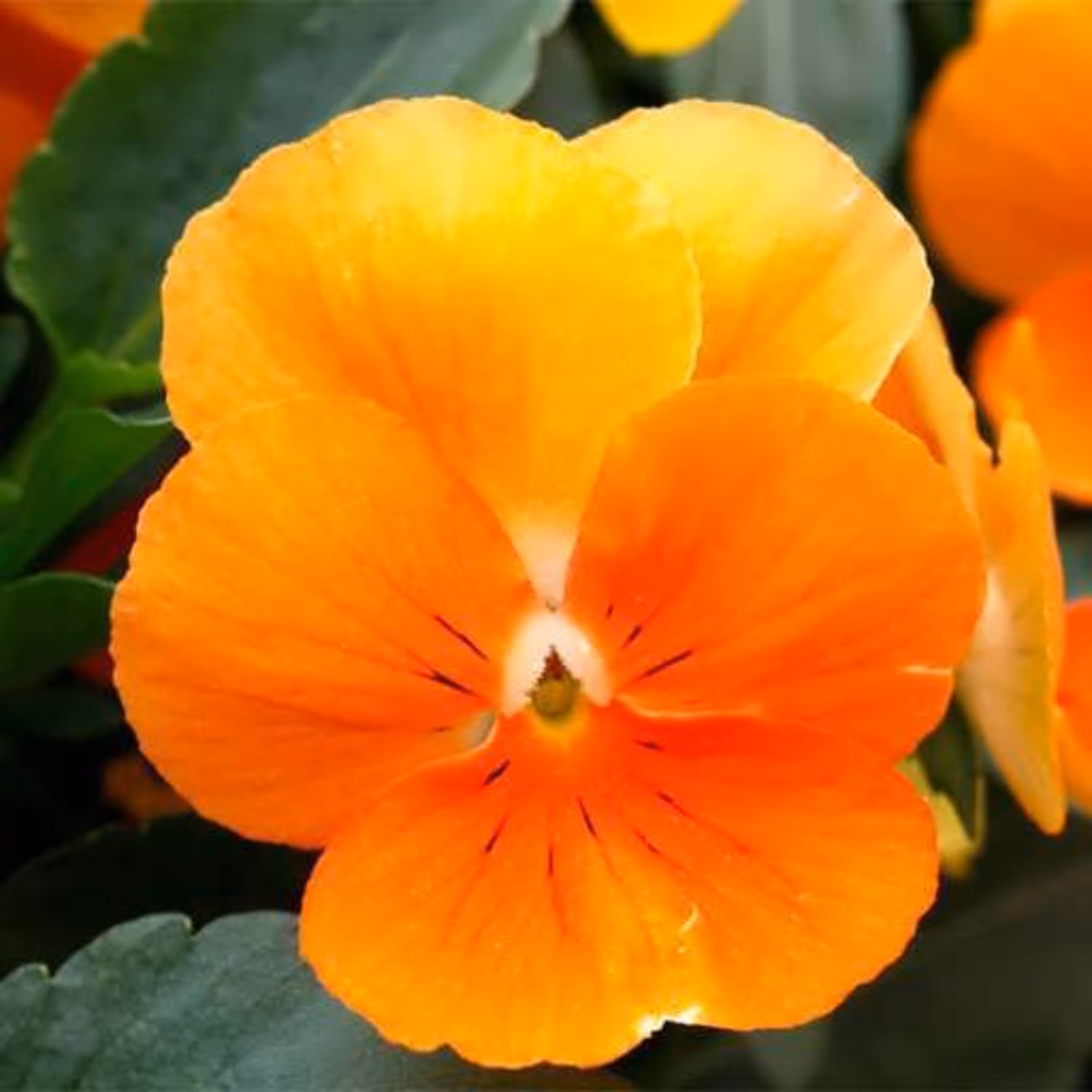 بذر بنفشه نارنجی 500 عددی