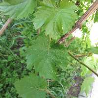 برگ مو تازه بدون نمک 100 برگی   