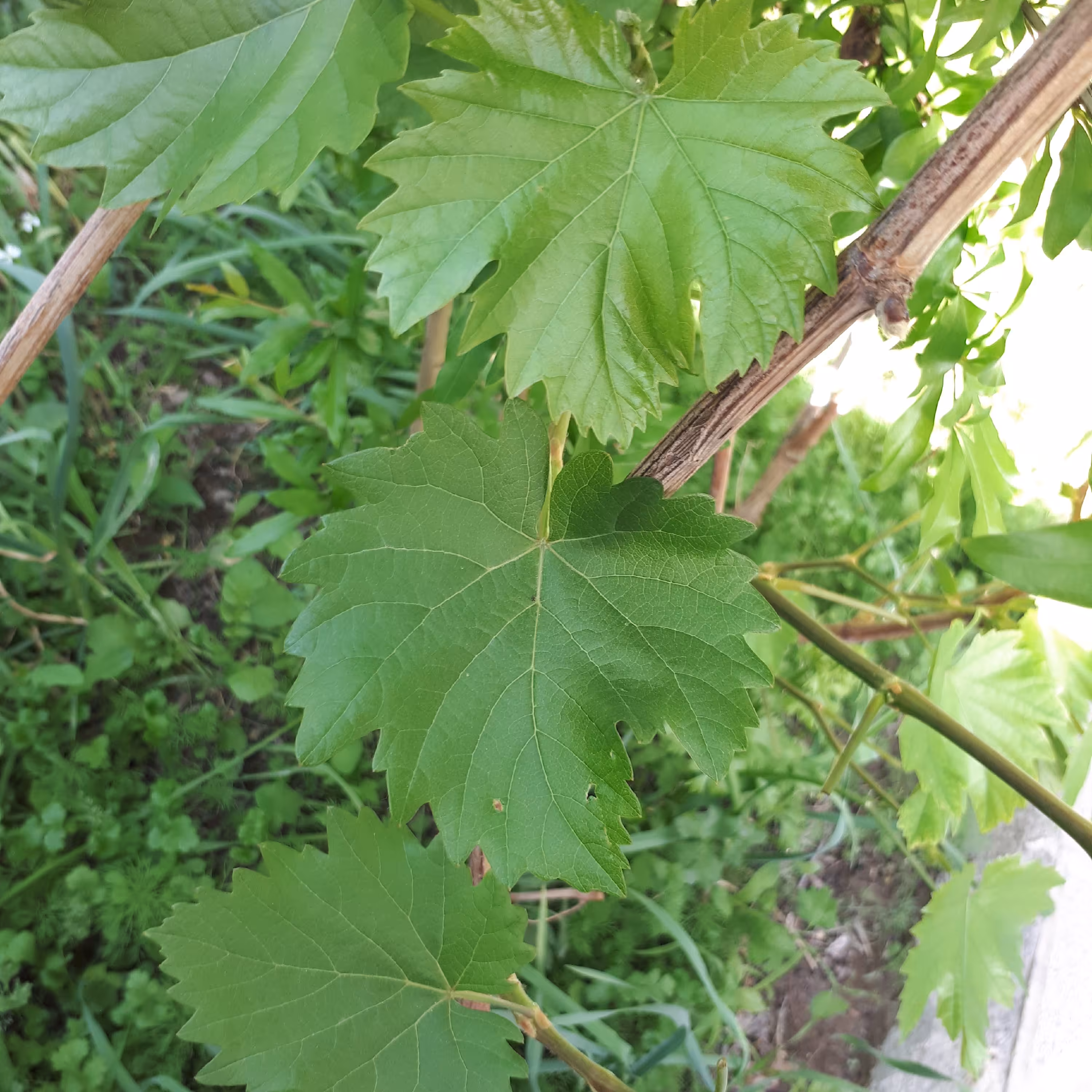 برگ مو تازه بدون نمک 100 برگی   