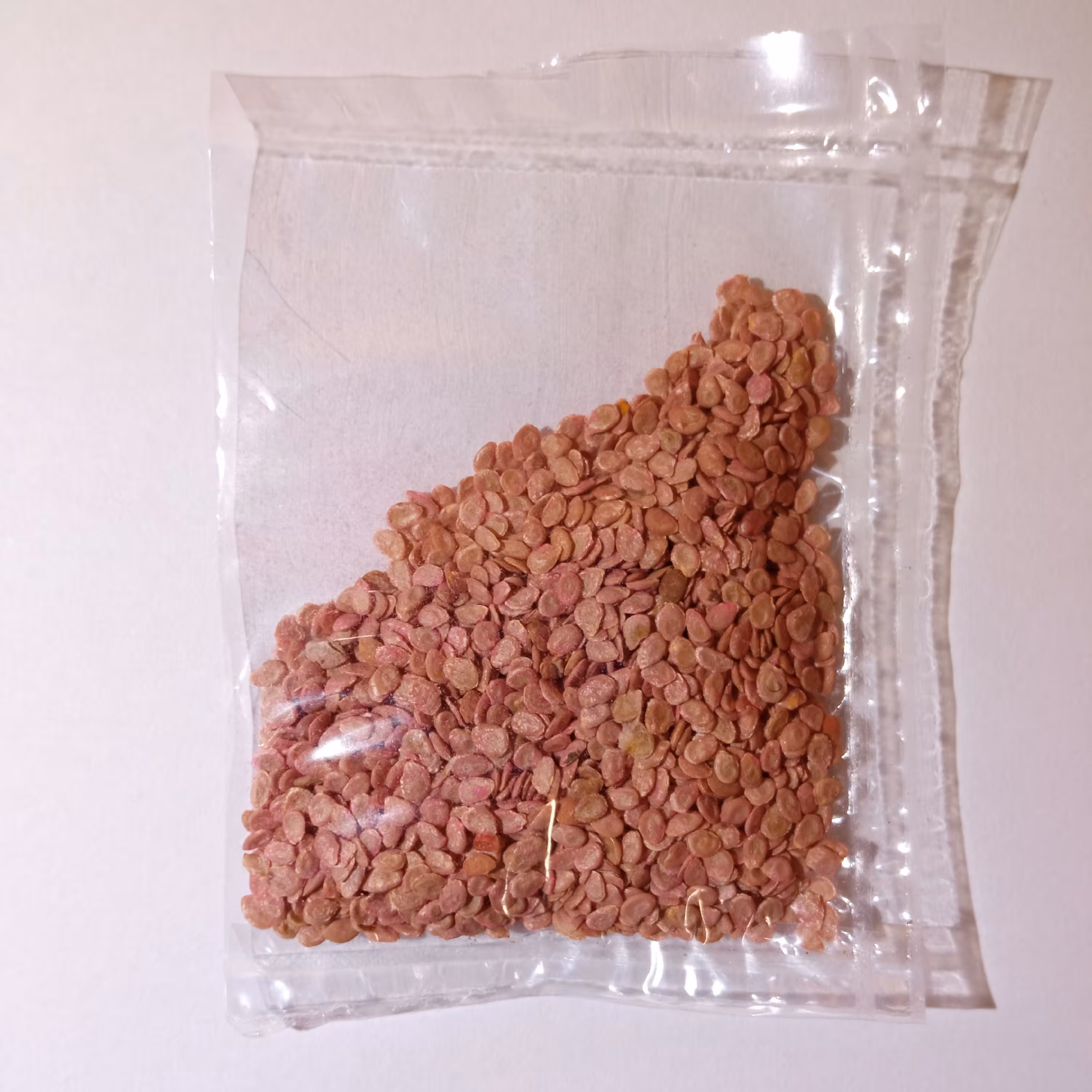 بذر گوجه فرنگی قرمز( f1) بسته 5 گرمی 2021