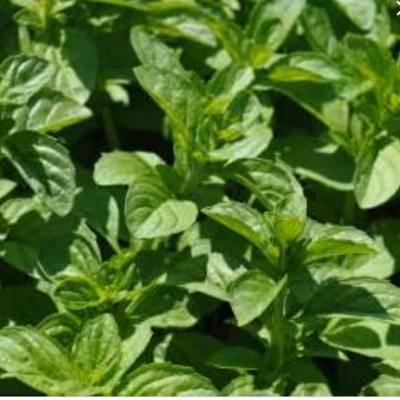 سبزی پونه جنگلی (3000گرمی)