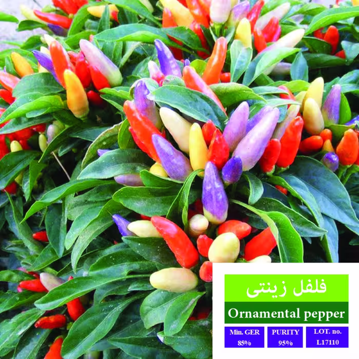 بذر فلفل زینتی بذر طلایی رویان 
