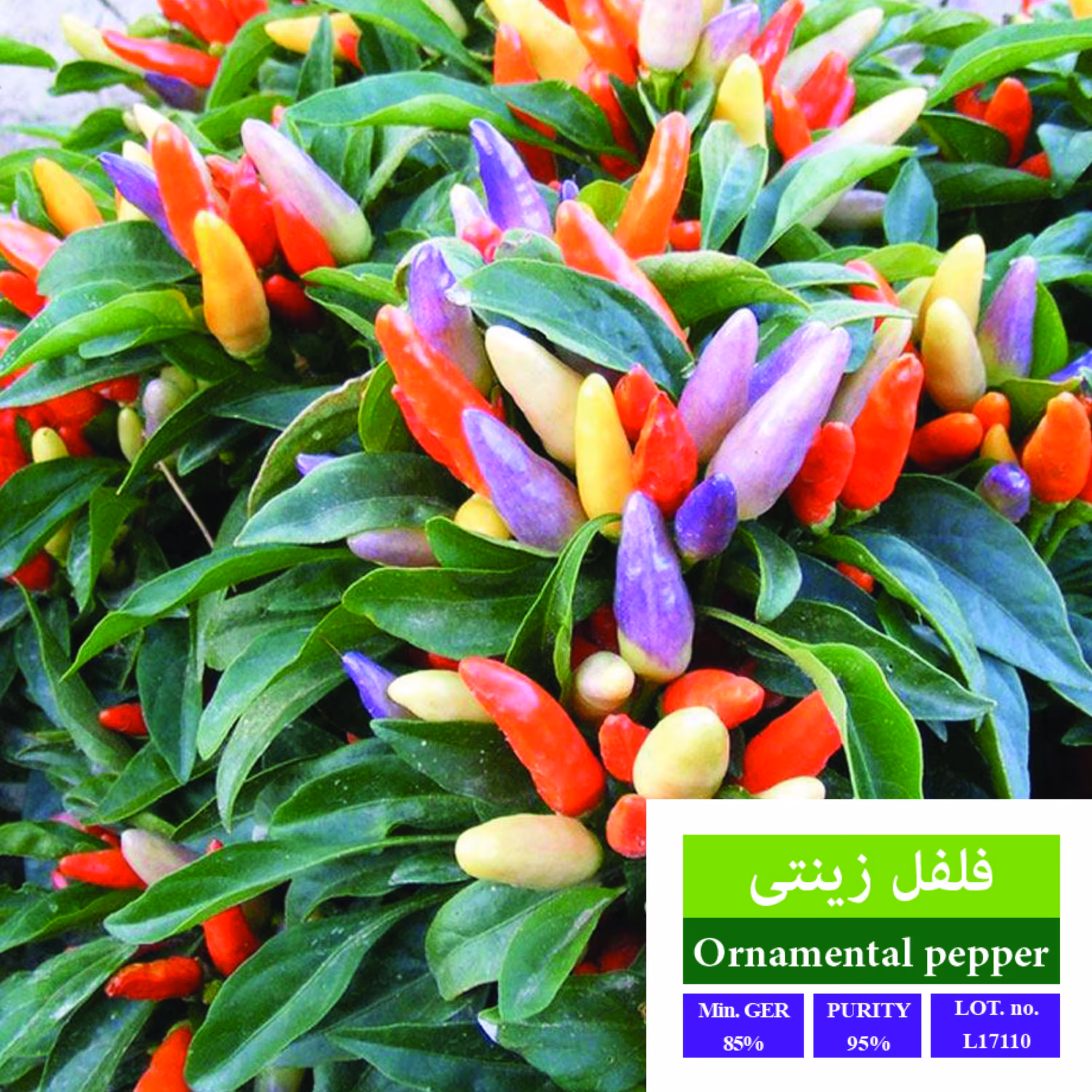 بذر فلفل زینتی بذر طلایی رویان 