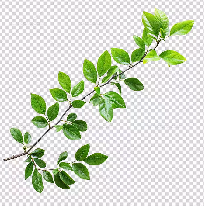عکس PNG برگ سبز | گرافیک با طعم تربچه