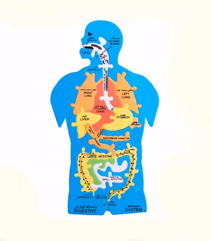 پازل فومی اعضای بدن