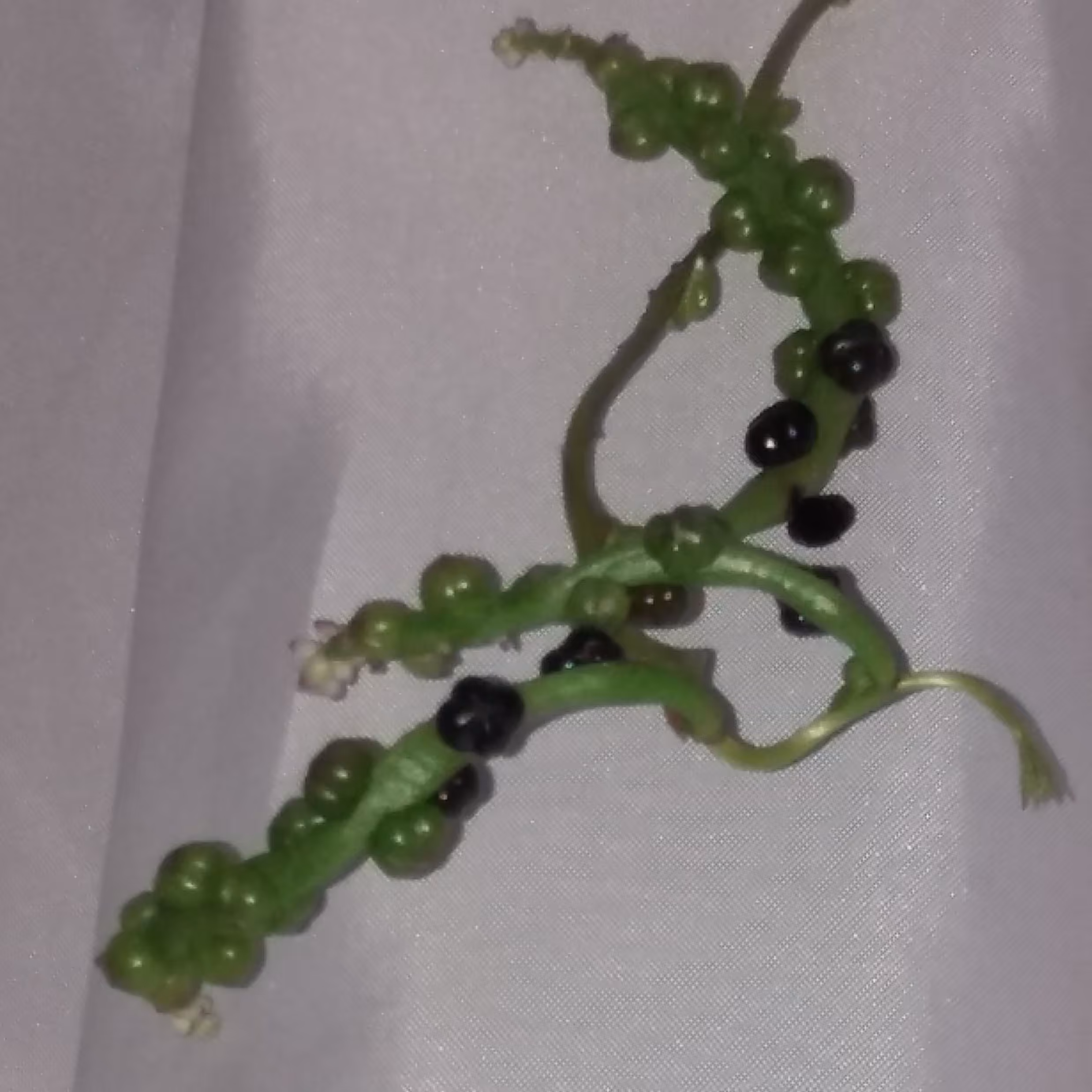 بذر 8تایی گیاه اسفناج قرمز ( مالابار یا لوبیای سحرآمیز)