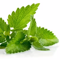 نعناع       250     گرم