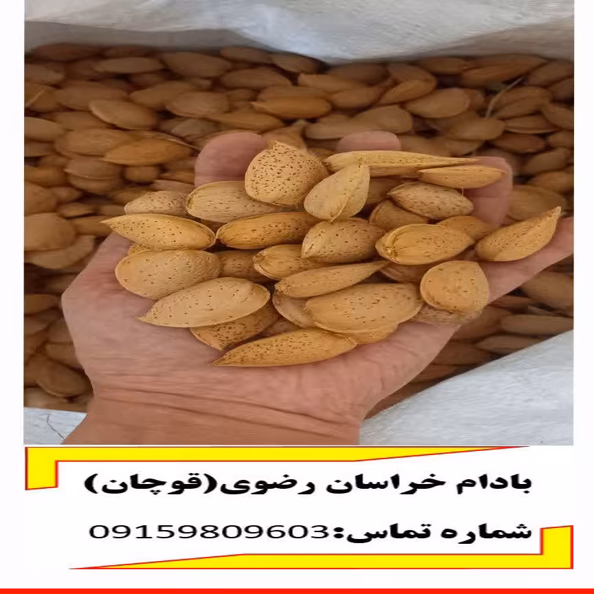 بادام درختی محصول سال 1402 باغات خراسان رضوی شهرستان قوچان