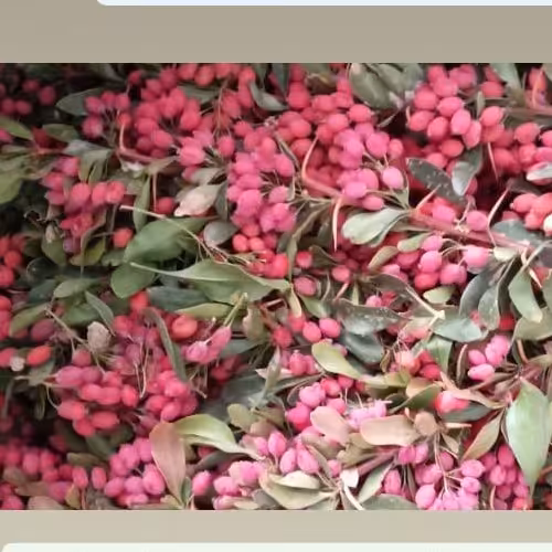 زرشک ترو تازه با شاخ( 5 کیلو)