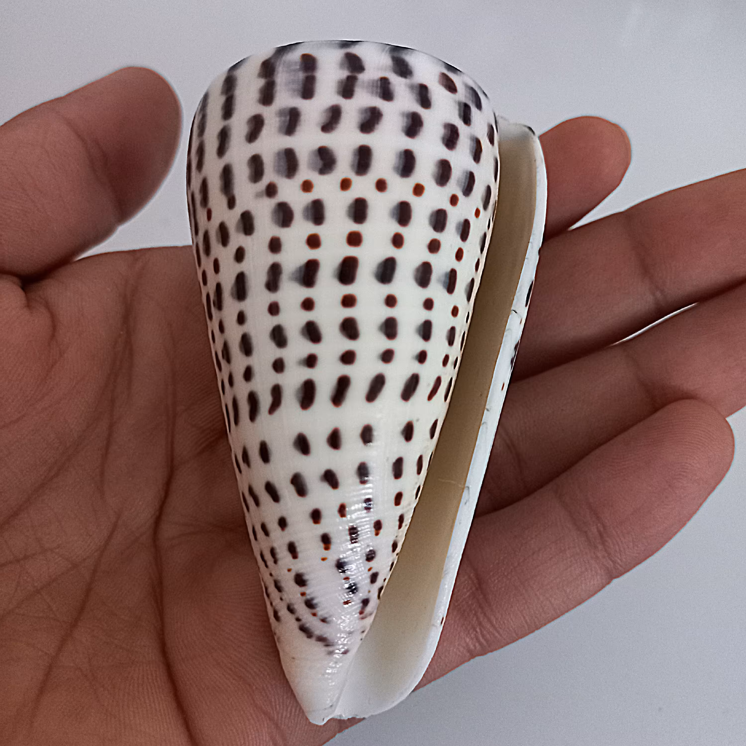 صدف کونوس یا صدف کله قندی اقیانوسی بسیار جذاب و خاص 