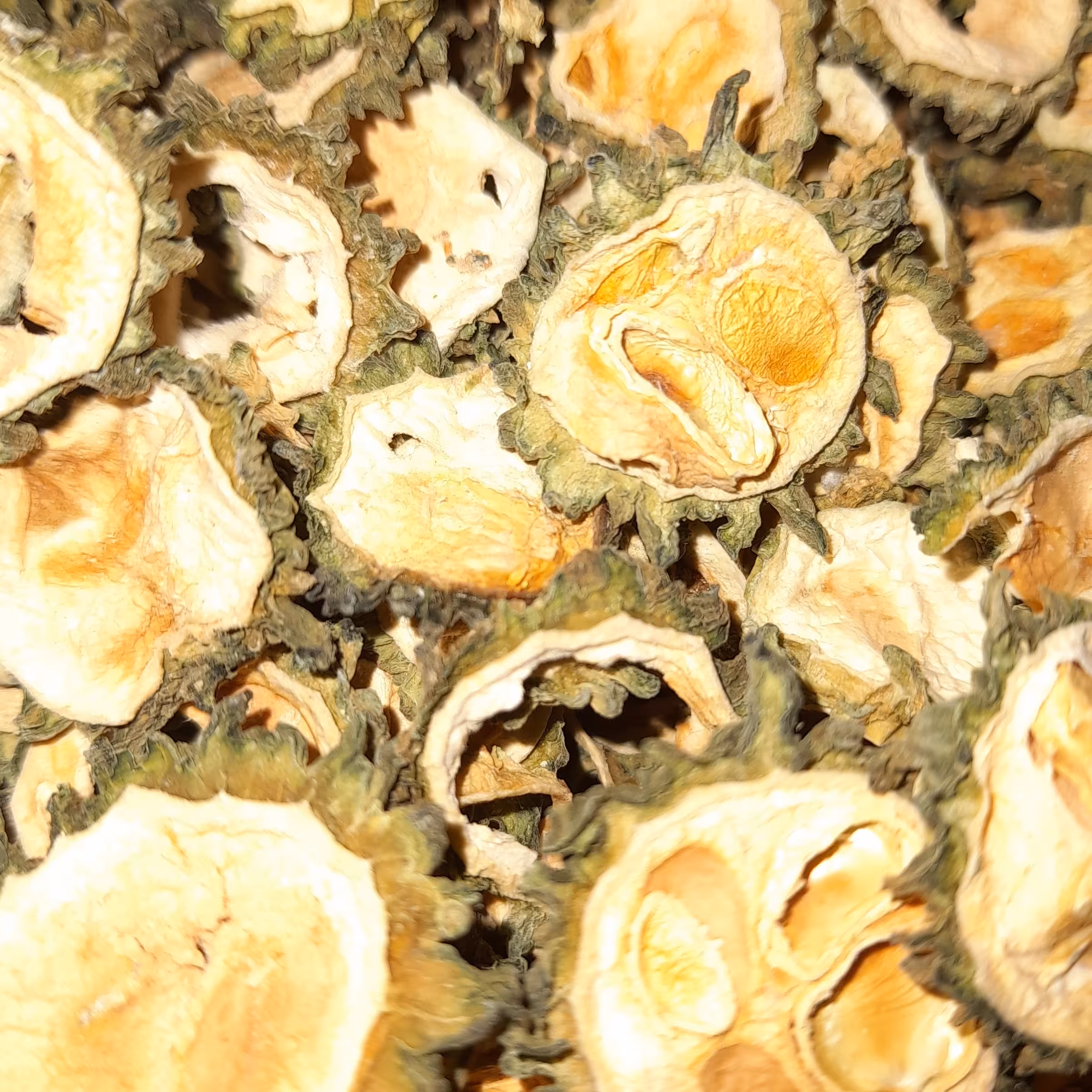 خیار کارلا خشک درجه یک (خیار تلخ و کاهنده قند خون و دیابت) (پس کرایه)