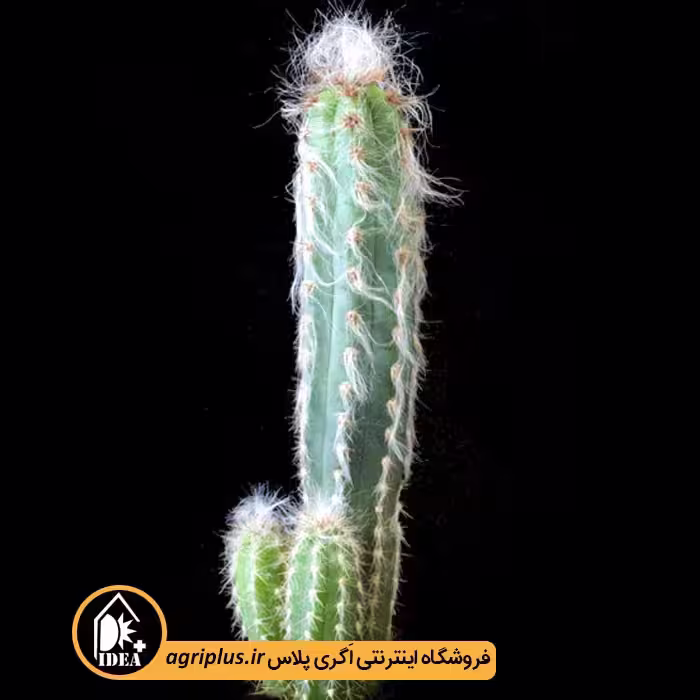 بذر کاکتوس Pilosocereus Glaucescens