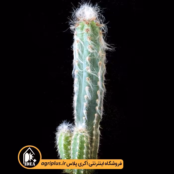 بذر کاکتوس Pilosocereus Glaucescens