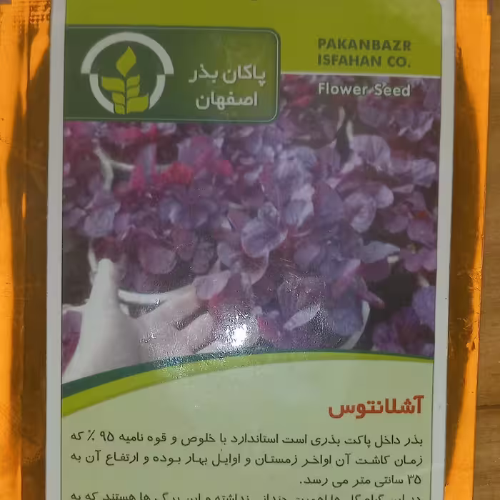 بذر گل آشلانتوس