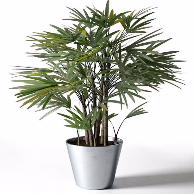 2 عدد بذرواقعی نخل راپیس - Rhapis excelsa