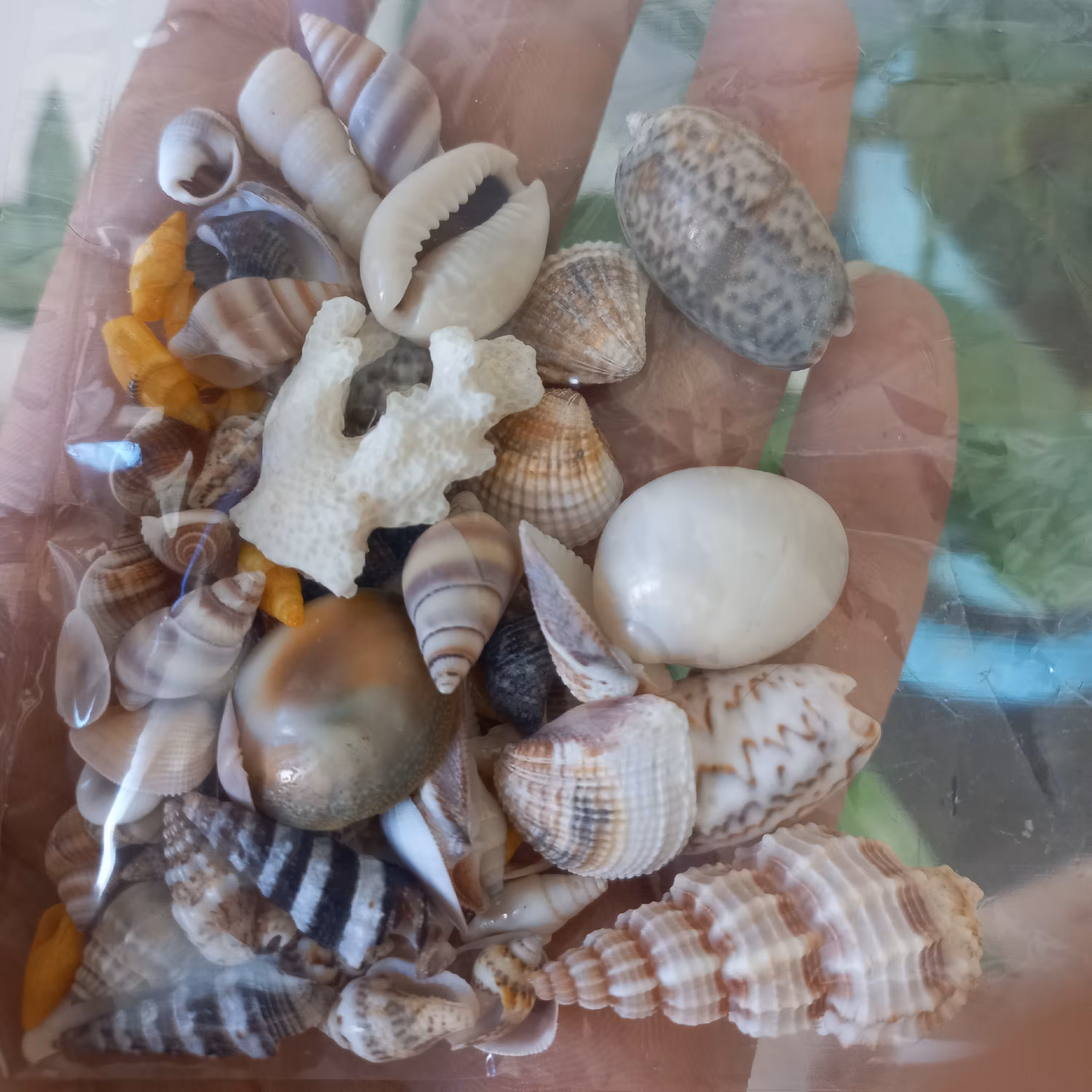 صدفهای دریایی مخلوط انواع صدفهای ریز و بسیار زیبا