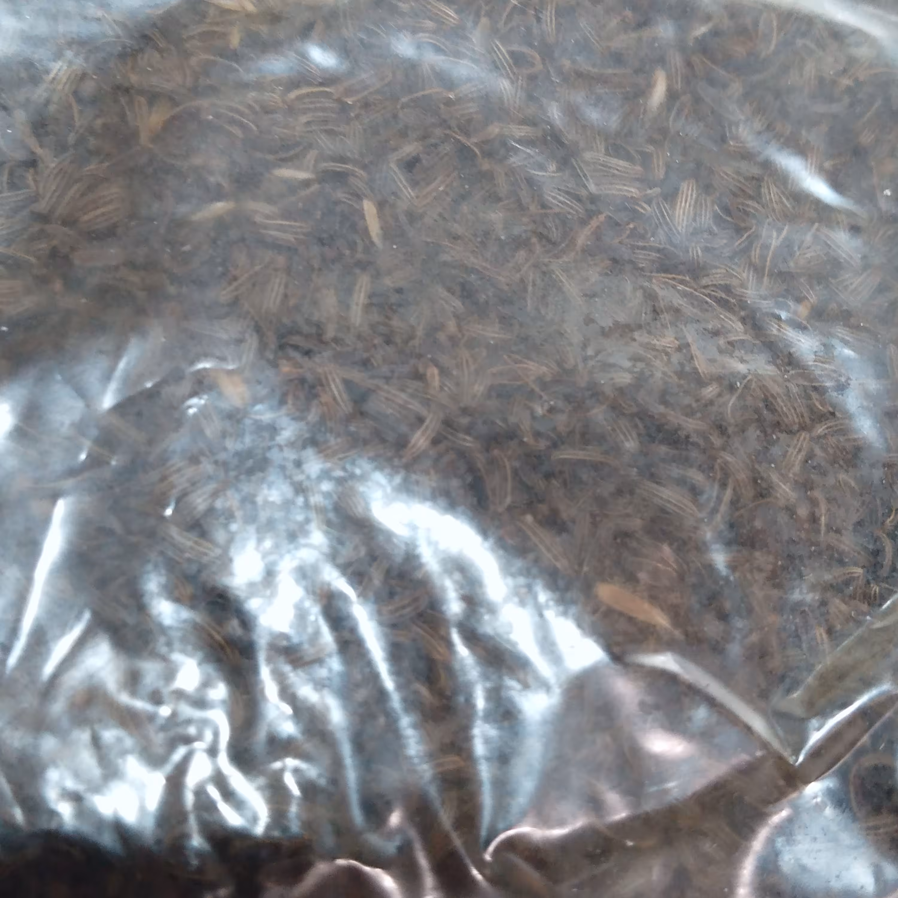 زیره  سیاه مرغوب 75 گرمی درشت