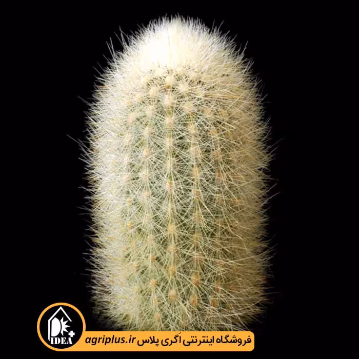 بذر کاکتوس Weberbauerocereus Rauhii