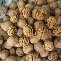 گردو بلغاری 