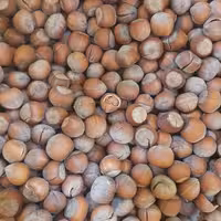 فروش ویژه فندق با پوست خندان ایرانی فروش ویژه