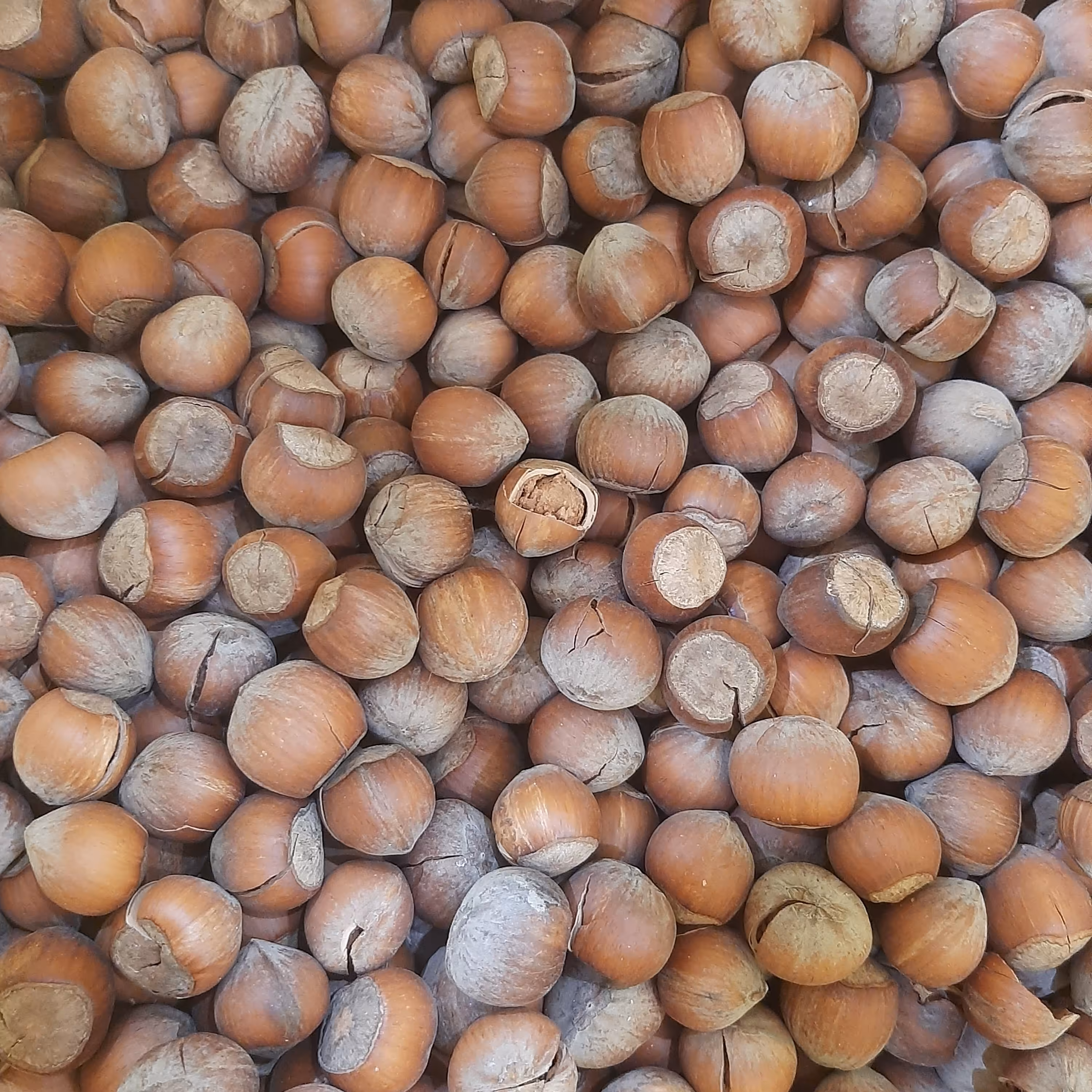 فروش ویژه فندق با پوست خندان ایرانی فروش ویژه