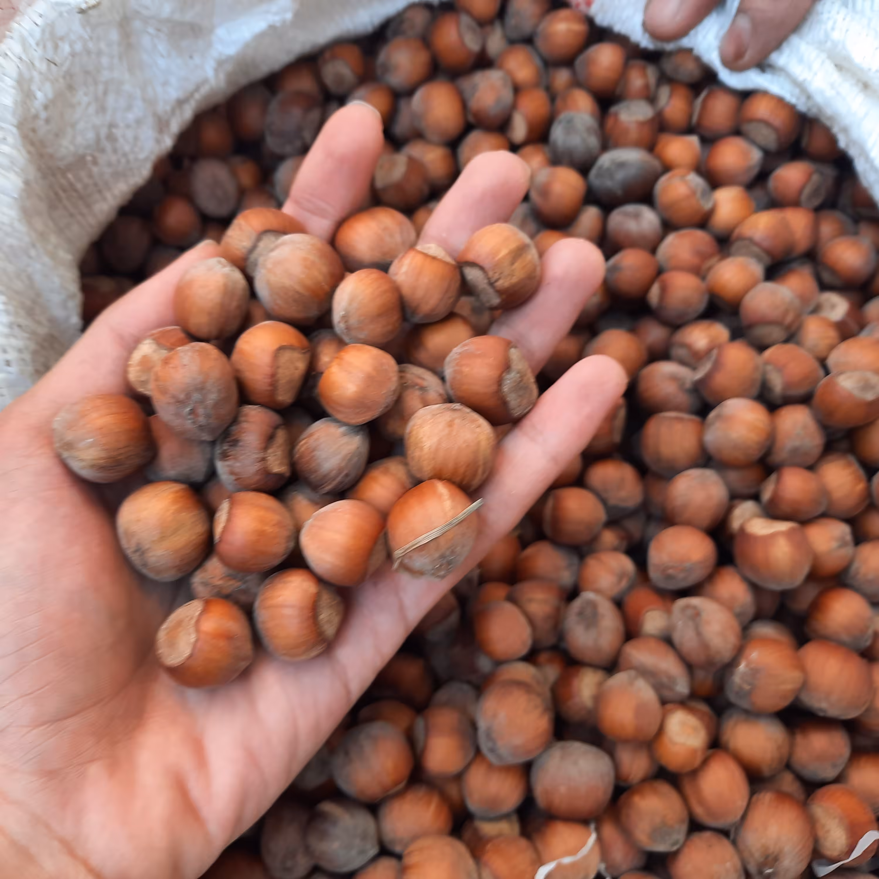 فندق خام ایرانی 30 کیلوگرم  (عمده) ارسال رایگان