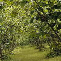 فندق ارگانیک  اشکور 2 کیلویی