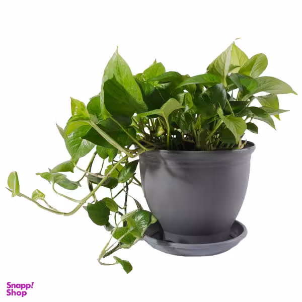 گیاه طبیعی پتوس مدل P-12