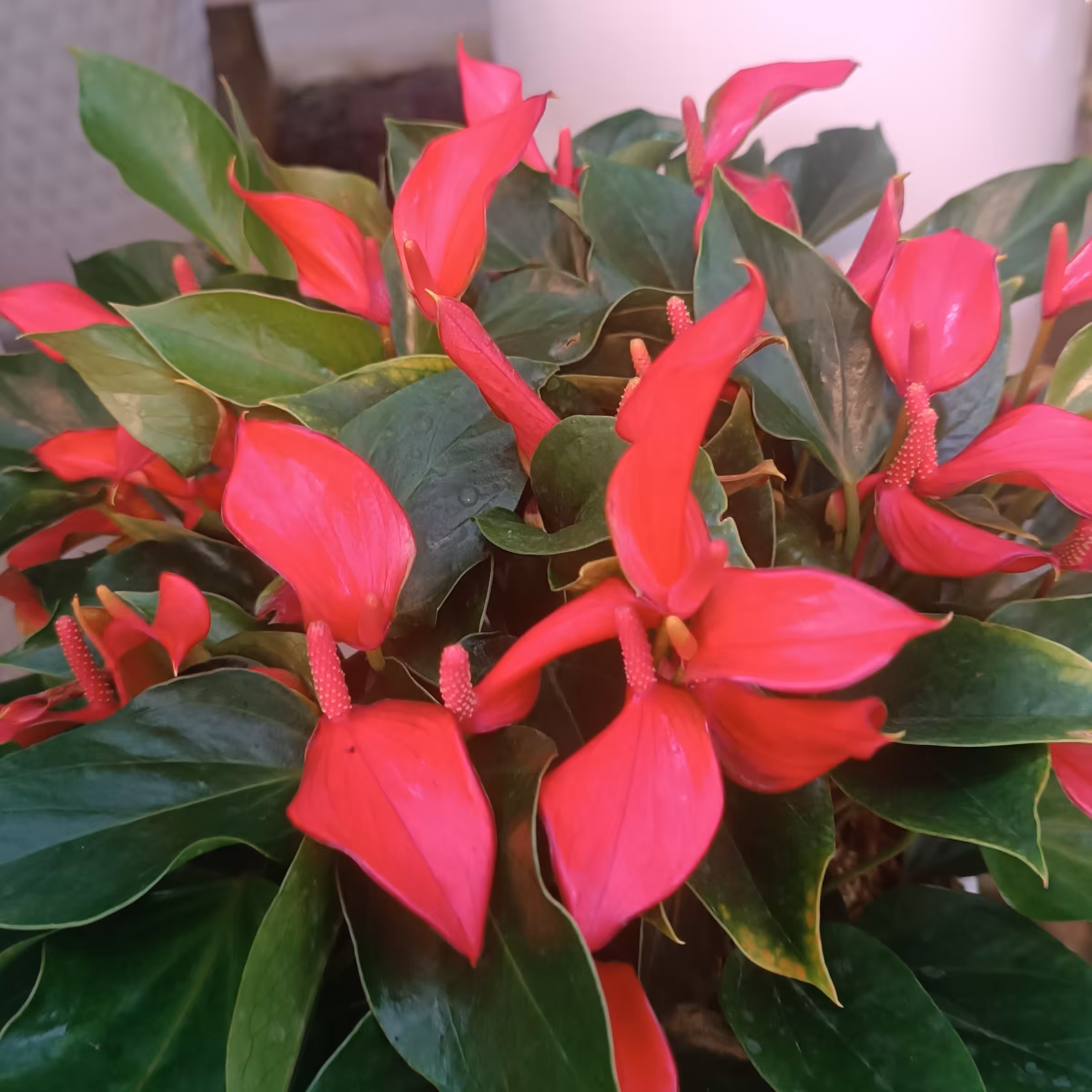 نهال گل آنتوریون