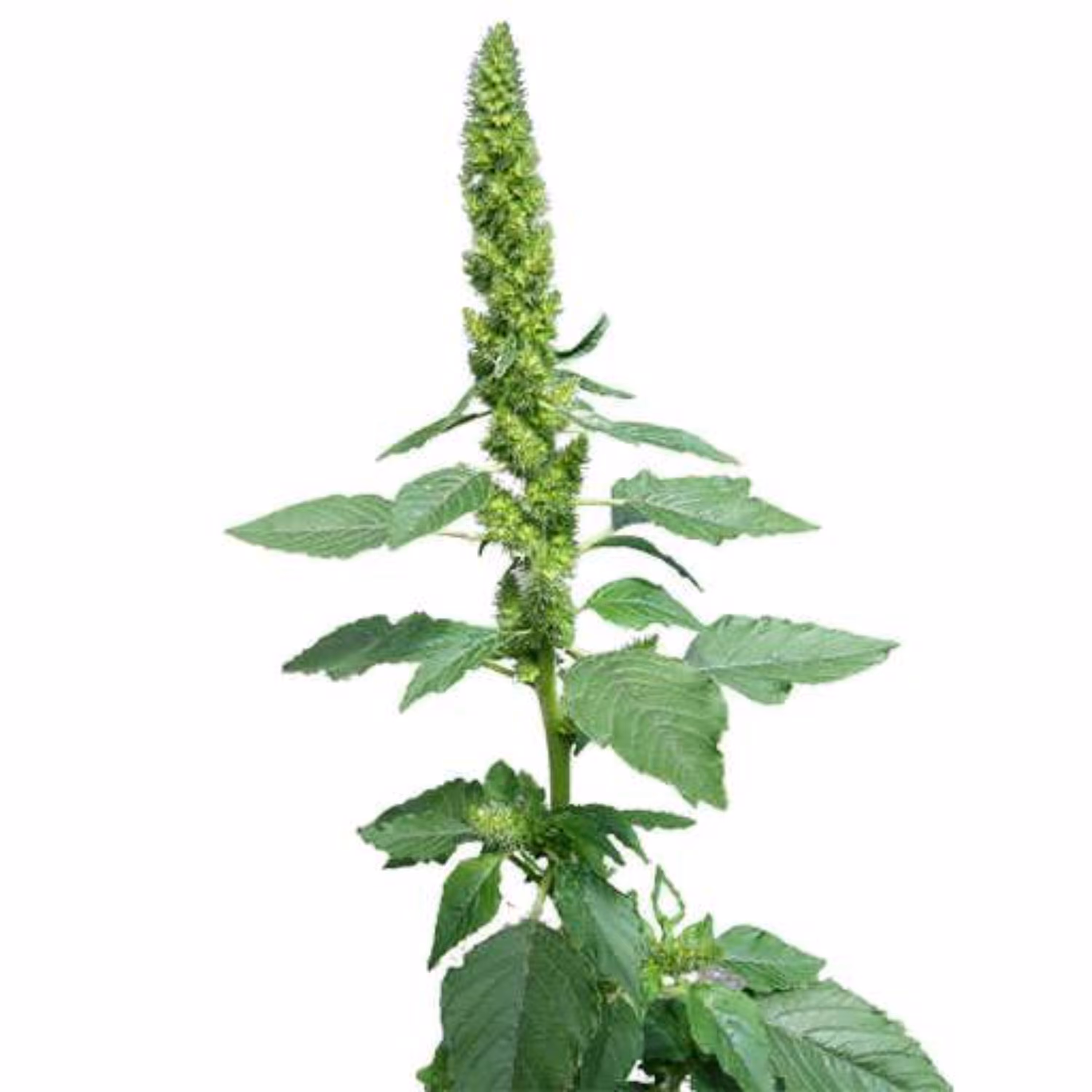 بذر تاج خروس وحشی 1 گرمی