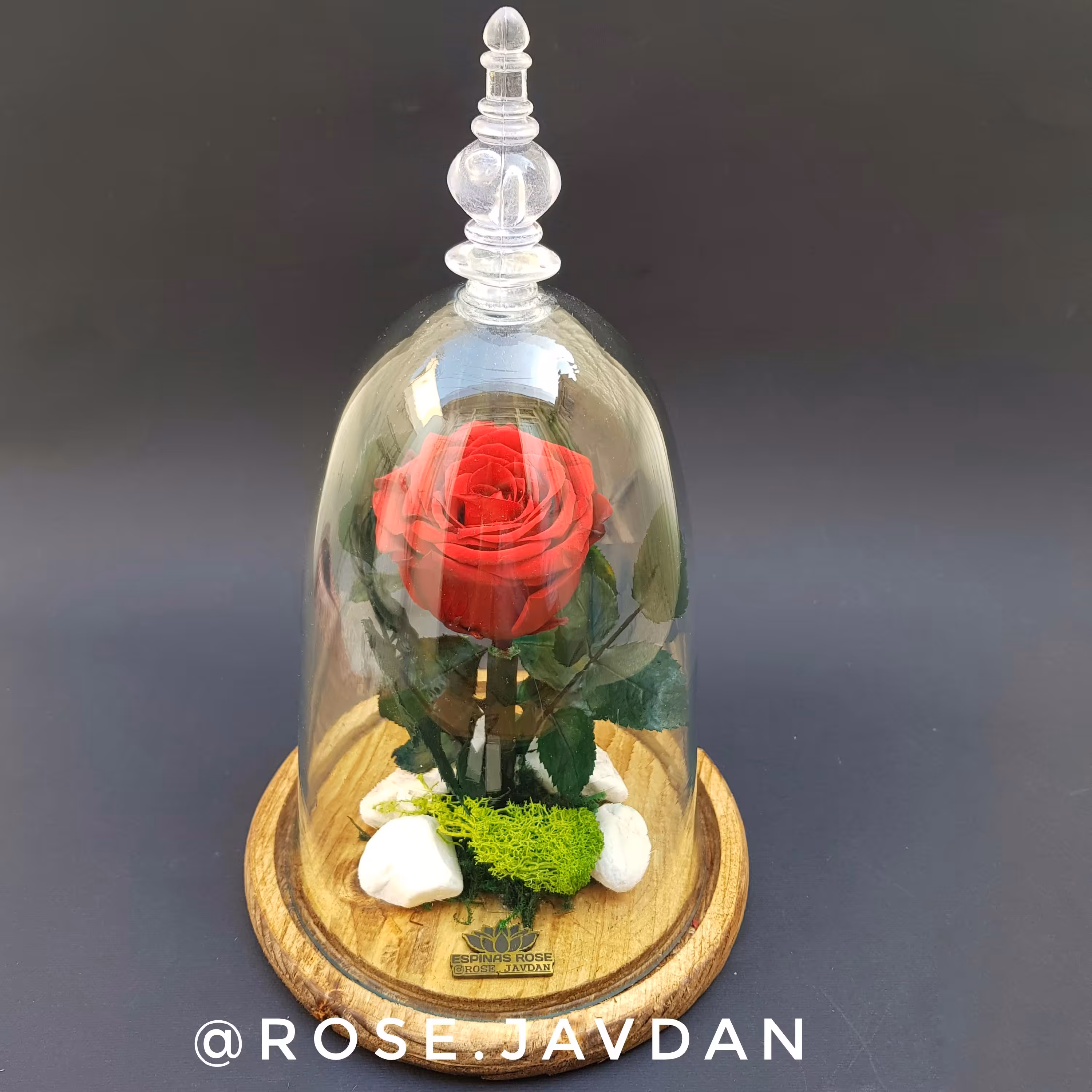 رز جاودان قرمز مدل دیو و دلبر