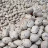 لوبیاچیتی (پس کرایه)