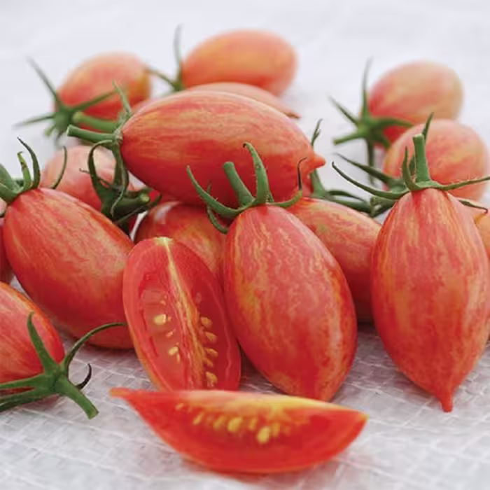 بذر گوجه زیتونی ببری قرمز درختی