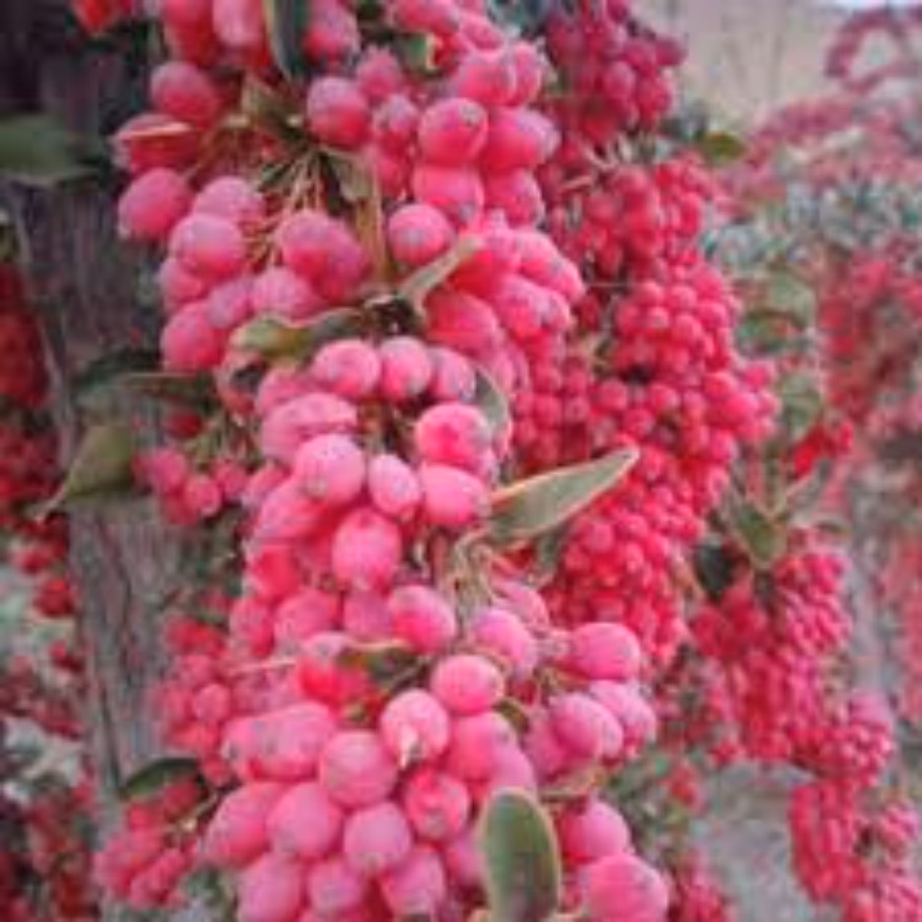 زرشک تازه با شاخه بسته 4 کیلویی