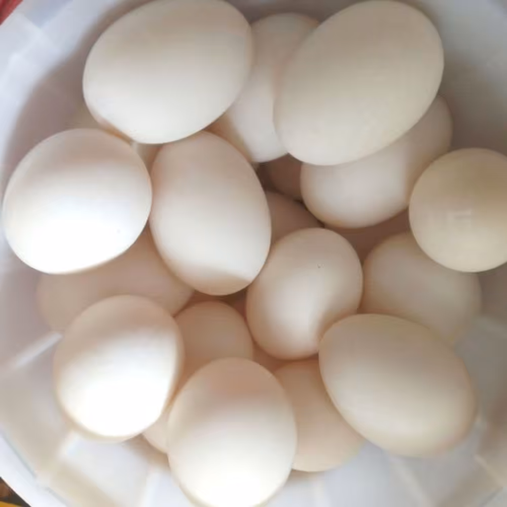 تخم اردک محلی و اُرگانیک شمال بدون هورمون و آنتی بیوتیک