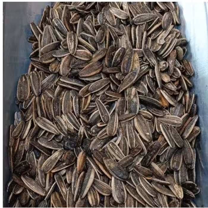 تخمه آفتابگردان دورسفید شور  تازه اعلا  نیم کیلو آجیل و خشکبار مهران