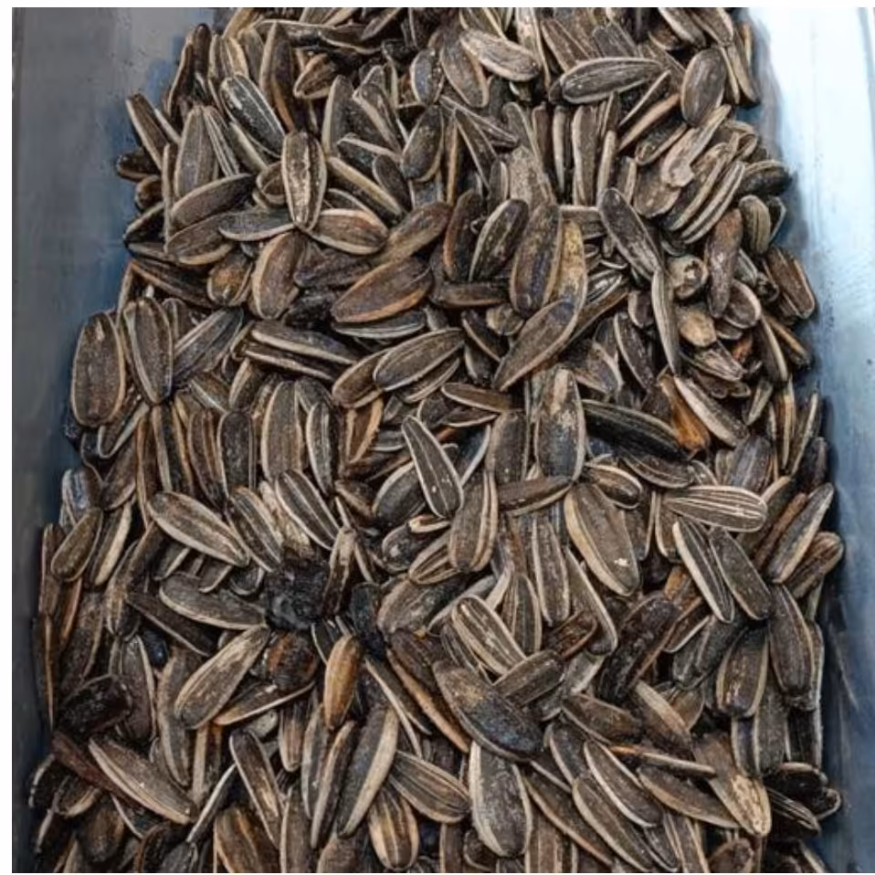 تخمه آفتابگردان دورسفید شور  تازه اعلا  نیم کیلو آجیل و خشکبار مهران