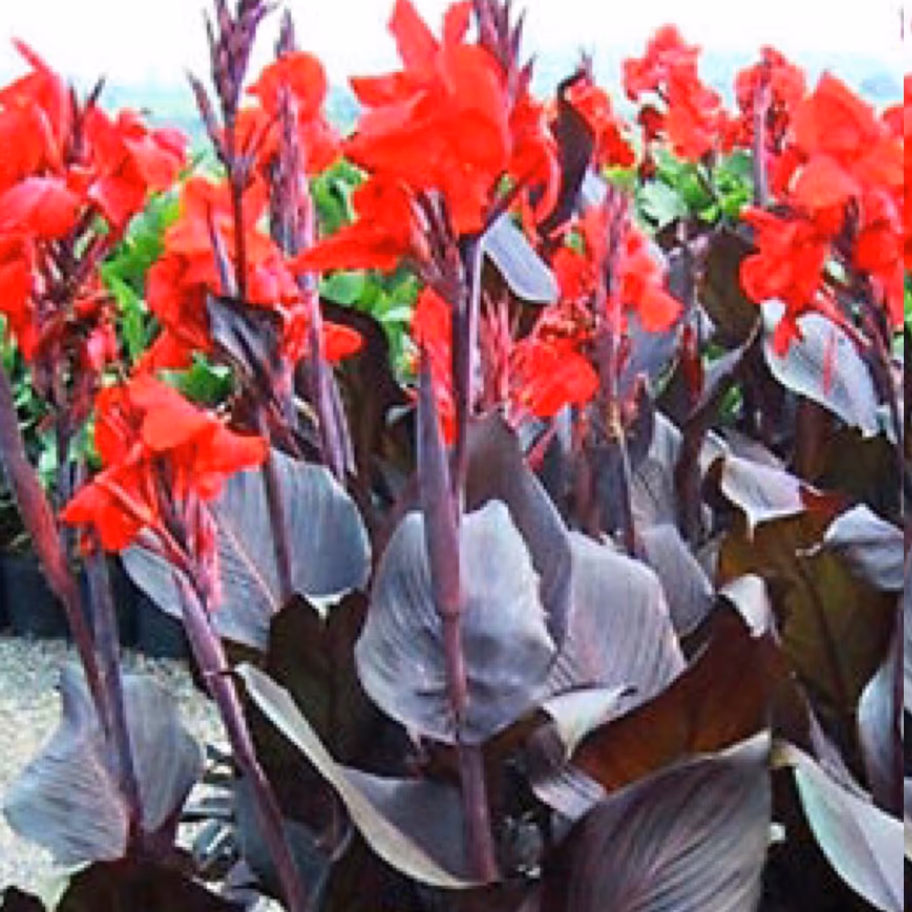 نهال اختر قرمز