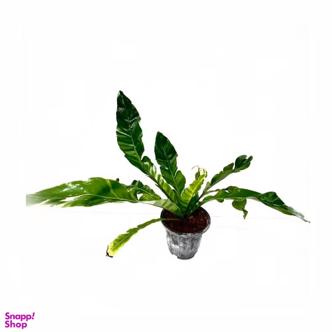 گیاه طبیعی سرخس لانه کبوتری به همراه گلدان