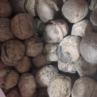 گردو پوست کاغذی