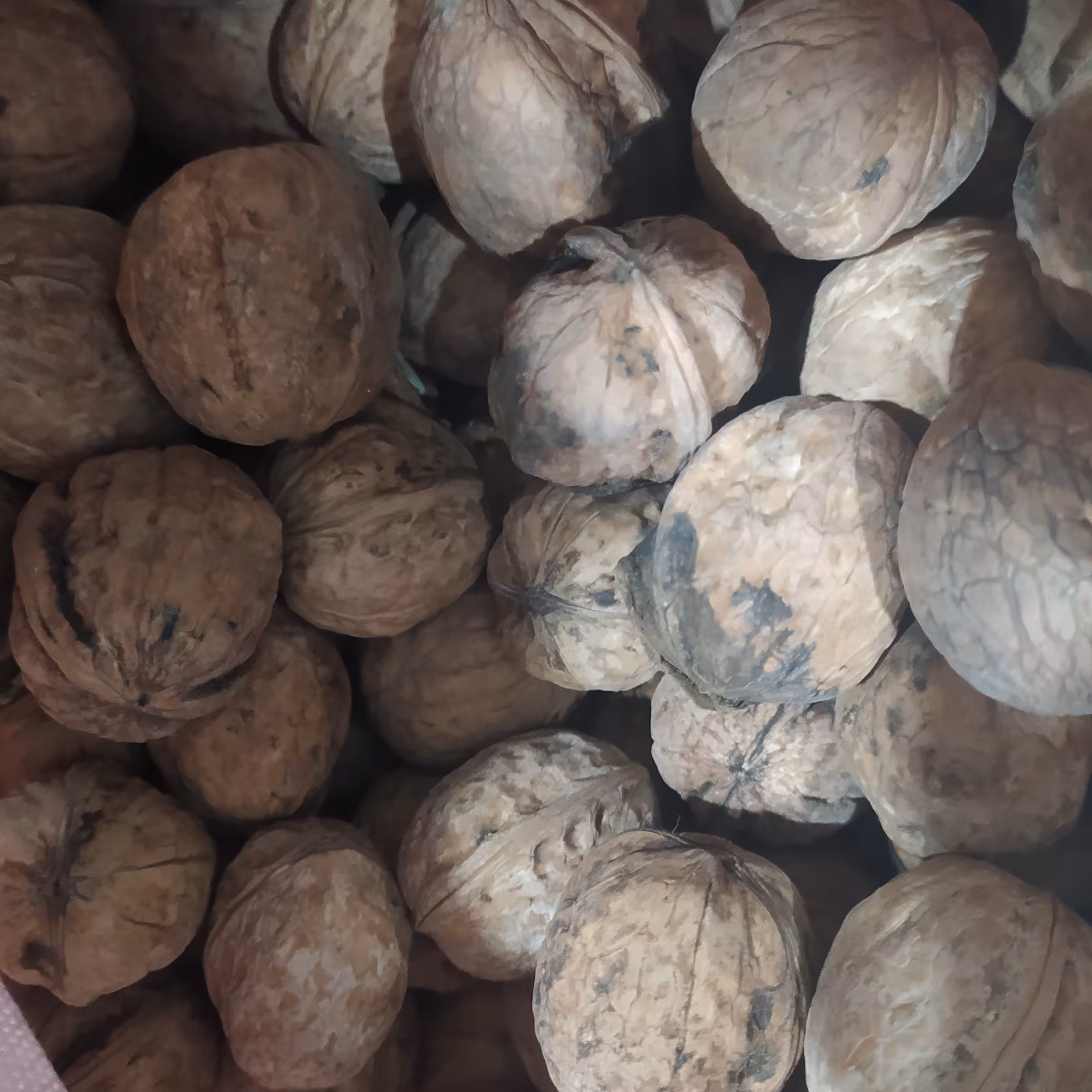 گردو پوست کاغذی