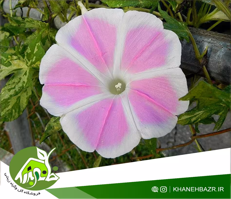 بذر پیچک فوجی Fuji no Momo Species - خانه بذر | فروشگاه بذر وارداتی گل و گیاه زینتی 1404