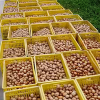 گردو با پوست مرند 1000گرم محصول 1403 کیفیت عالی