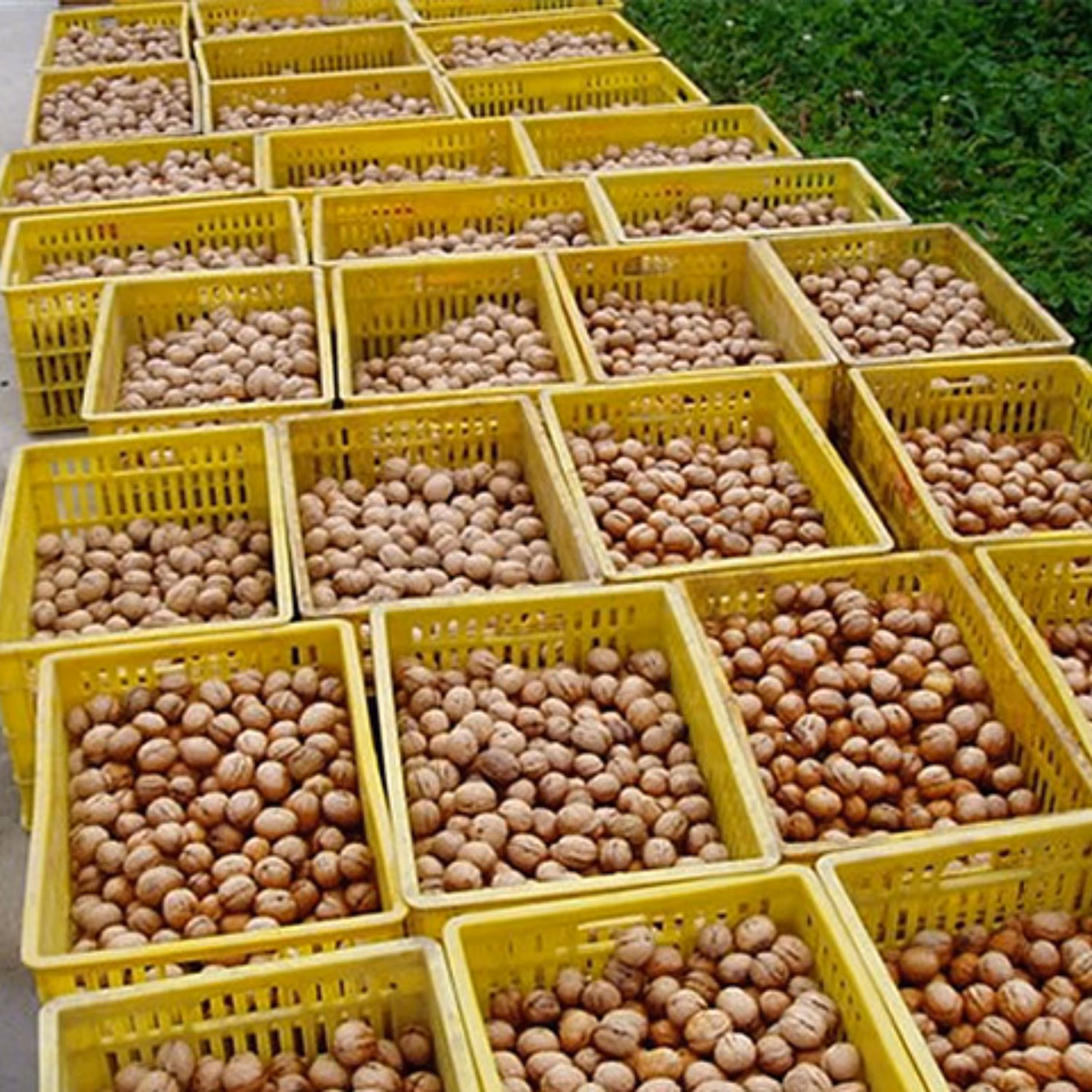 گردو با پوست مرند 1000گرم محصول 1403 کیفیت عالی