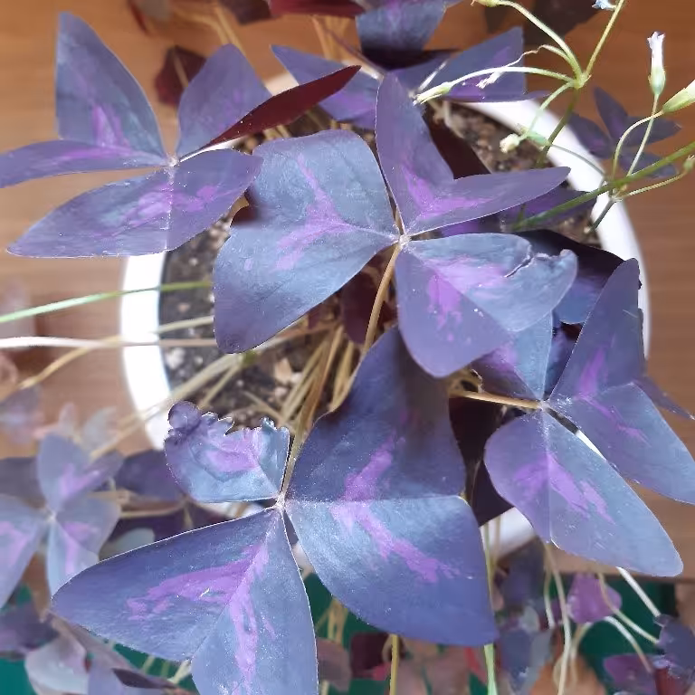 گیاه شبدر  اگزالیس به همراه گلدان سرامیکی