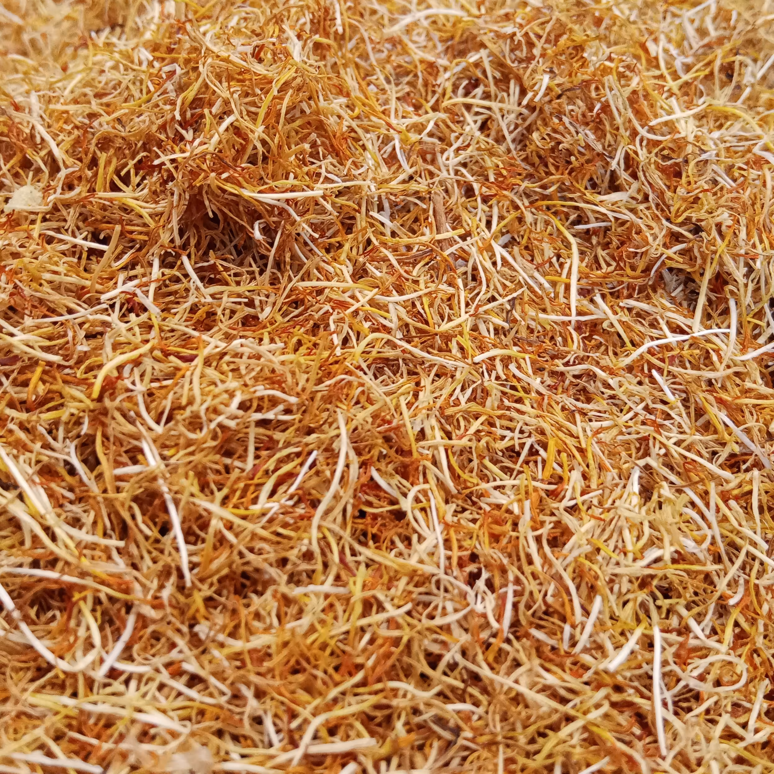 ریشه زعفران (خامه 10گرمی)