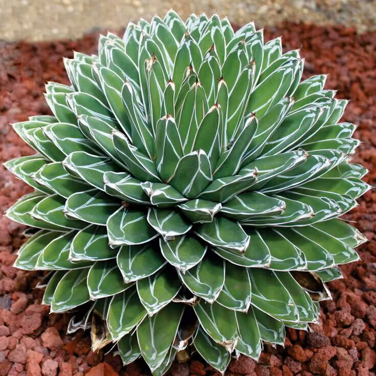 بذر خارجی آگاو ملکه ویکتوریا (قیمت بسته 10 عددی )